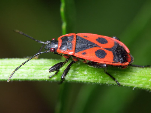 Pyrrhocoris apterus